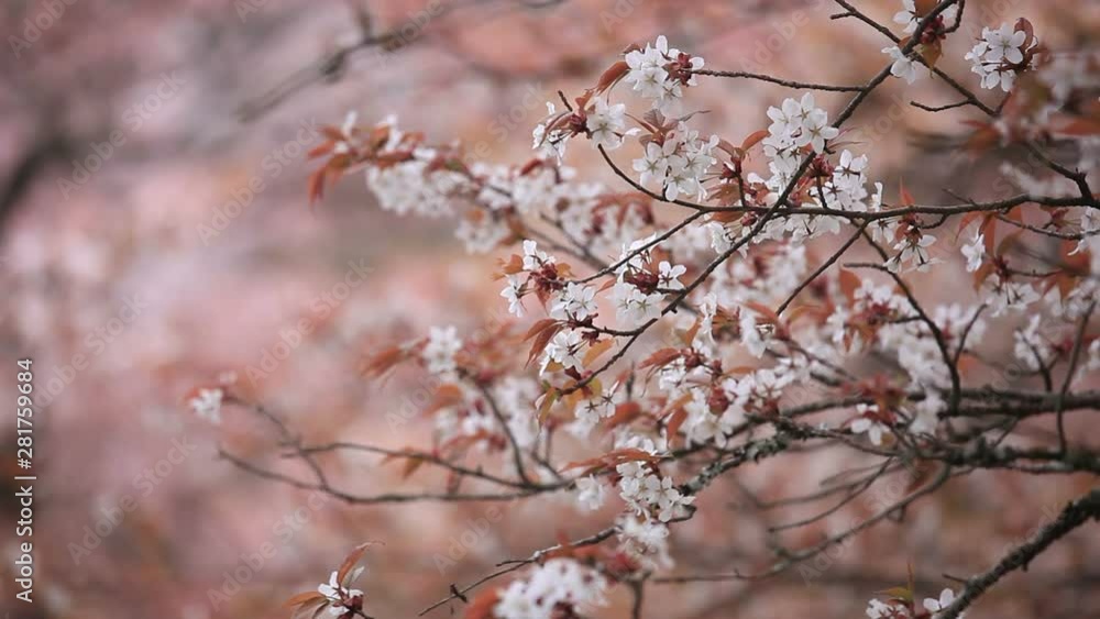Close up of blossoming Japanese cherry tree, Japan Close up of blossoming Japanese cherry tree, Japan