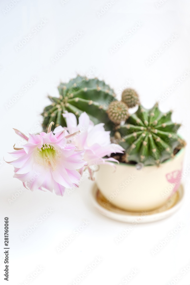 A macro closeup of a beautiful silky pink tender Echinopsis Lobivia cactus flower and green thorny spiky plant A macro closeup of a beautiful silky pink tender Echinopsis Lobivia cactus flower and green thorny spiky plant