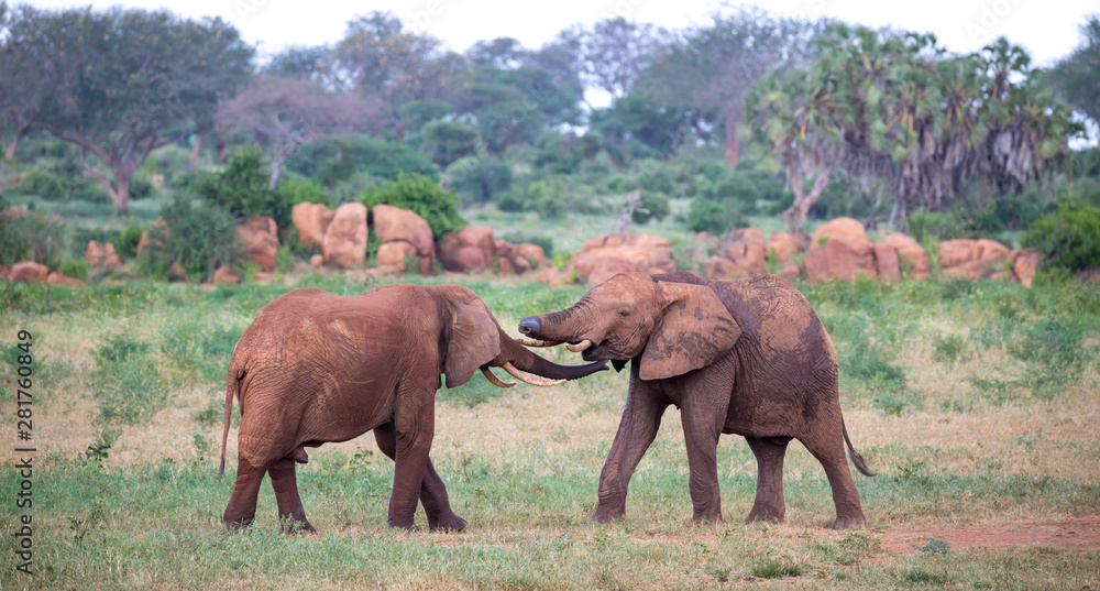 Two big red elephants try to fight each other with the trunks