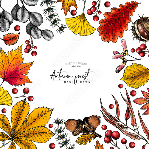 Hand drawn autumn leaf. Vector colorful tree leaves. Fall forest folliage. Maple, oak, chestnut, birch, acorn, ginkgo biloba, eucalyptus, willow, guelder rose, pine. Poster design, holiday decoration.