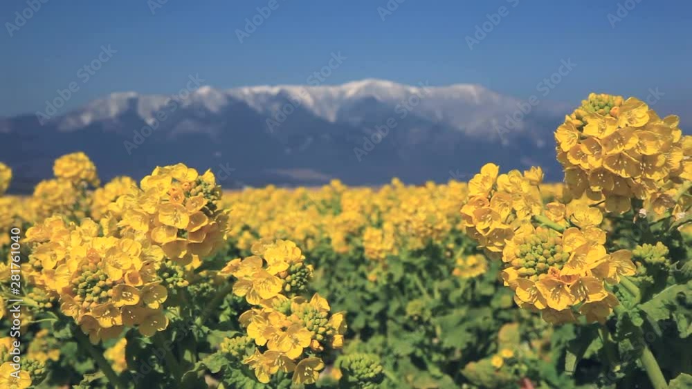Hira Mountains and rapeseed field, Moriyama, Shiga Prefecture, Japan Hira Mountains and rapeseed field, Moriyama, Shiga Prefecture, Japan