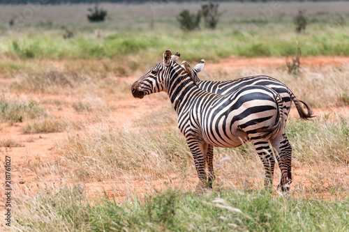 Two zebras stand in the vast landscape of a savannah