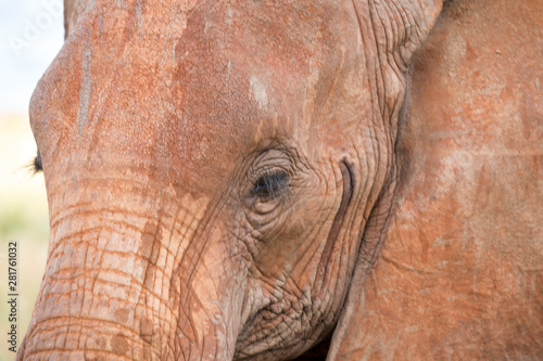 The face of a red elephant taken up close