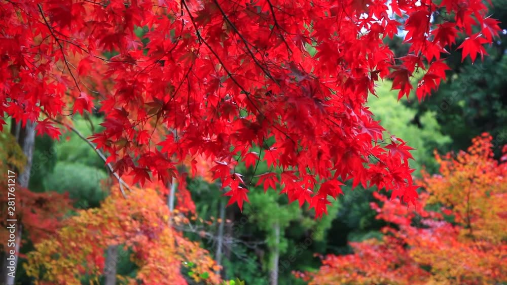 Autumn leaves on branches of tree, Japan