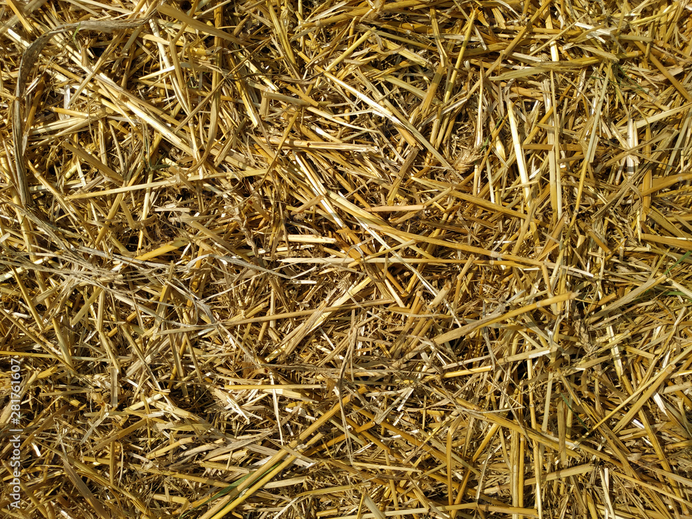 dry yellow straw scattered on the ground. dry yellow straw scattered on the ground.