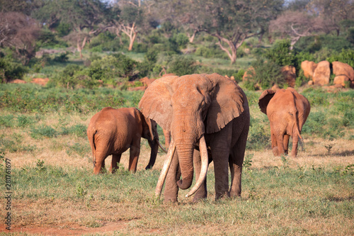A large family of red elephants on their way through the Kenyan savanna