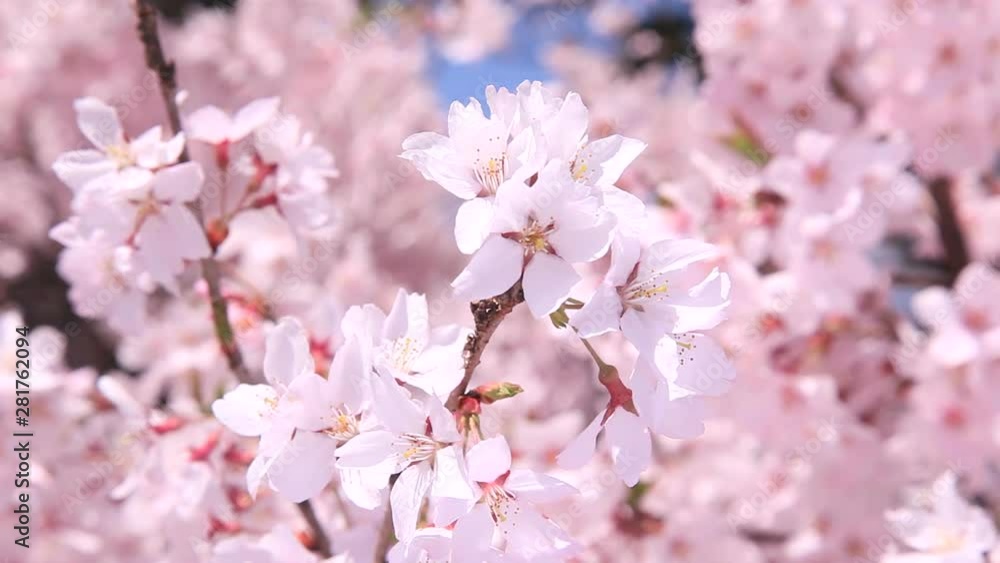 Close up of Higan cherry blossom, Japan Close up of Higan cherry blossom, Japan