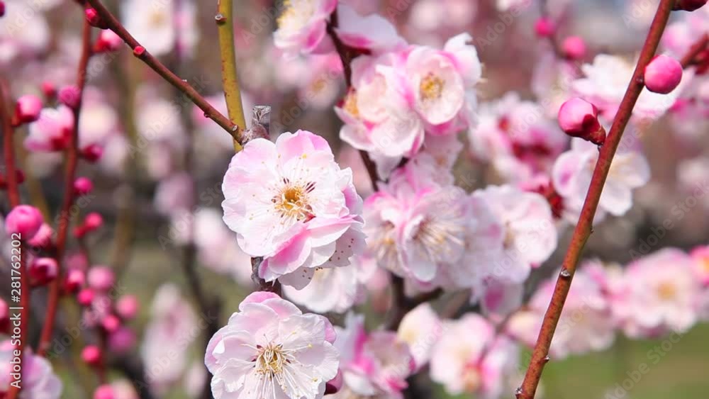 Close up of weeping cherry blossom, Japan Close up of weeping cherry blossom, Japan