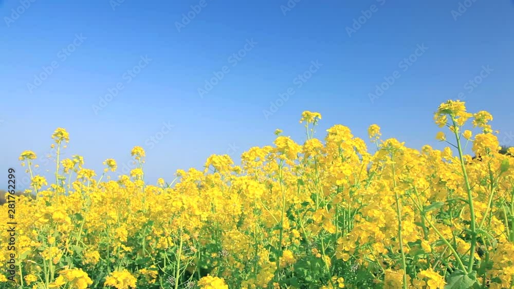 View of rapeseed in field, Awaji, Hyogo Prefecture, Japan View of rapeseed in field, Awaji, Hyogo Prefecture, Japan