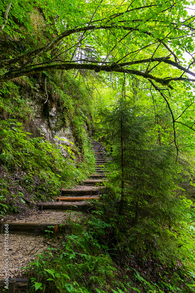 Obraz premium Ein Wanderweg in den Alpen oder doch im Dschungel 