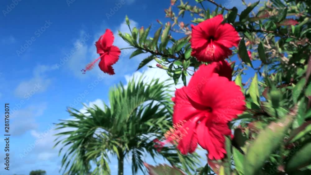 Red Hibiscus flower against blue sky, Japan Red Hibiscus flower against blue sky, Japan