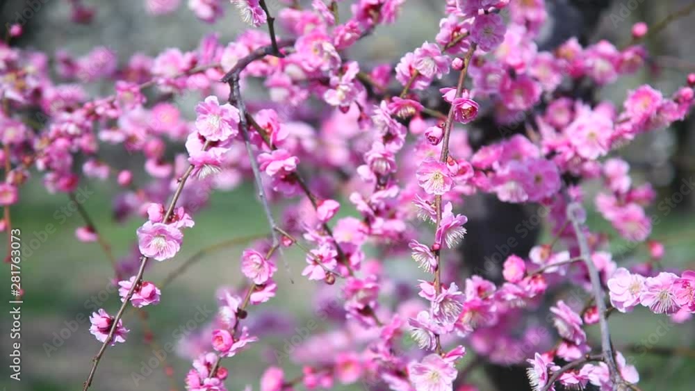 Weeping cherry blossom, Japan Weeping cherry blossom, Japan