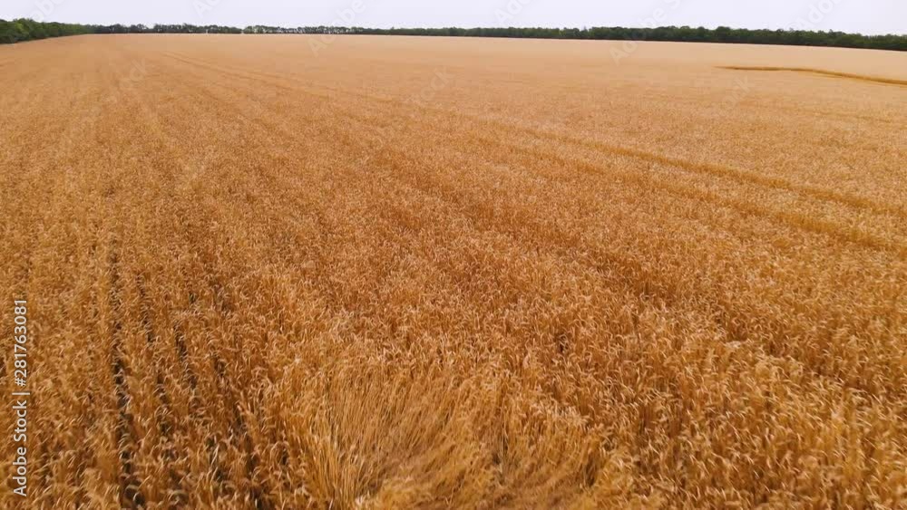 Aerial view from a ripe wheat field. Panoramic movement over wheat. Agricultural production of bread in 4k resolution Aerial view from a ripe wheat field. Panoramic movement over wheat. Agricultural production of bread in 4k resolution
