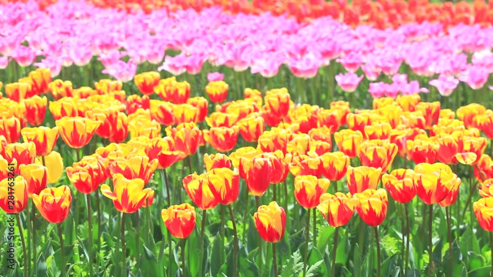 View of tulips in field, Awaji, Hyogo Prefecture, Japan
