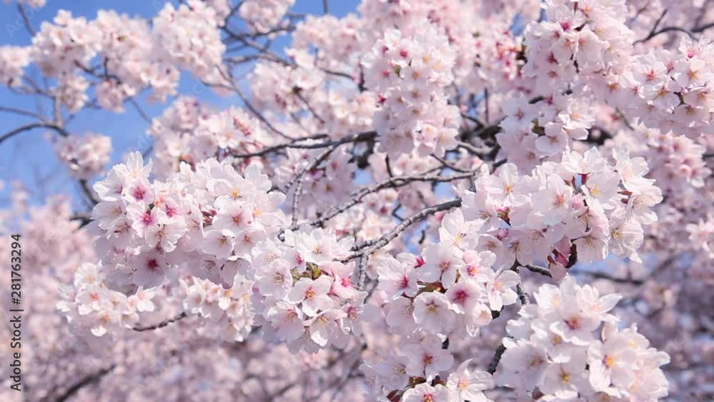 Close up of Japanese Cherry blossom, Japan Close up of Japanese Cherry blossom, Japan
