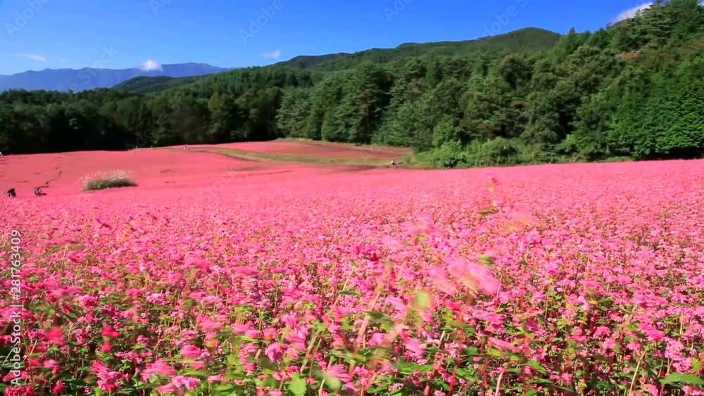 View of buckwheat flowers, Minowa, Nagano Prefecture, Japan View of buckwheat flowers, Minowa, Nagano Prefecture, Japan