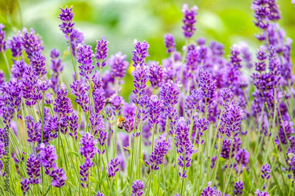 Blooming garden lavender, purple flowers, close-up Blooming garden lavender, purple flowers, close-up