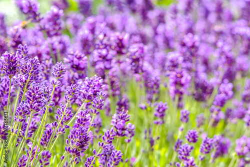 Blooming lavender on field or purple lavender flowers in the garden