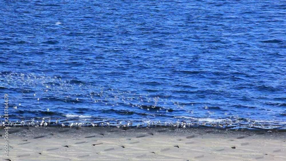 Zoom in of seagulls at Tokyo Bay, Japan Zoom in of seagulls at Tokyo Bay, Japan