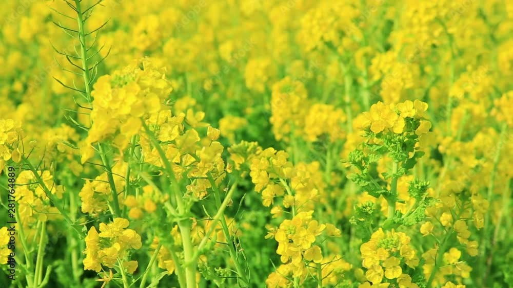 Panning shot of rapeseed swaying in wind Panning shot of rapeseed swaying in wind