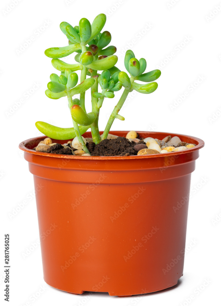 Obraz premium Succulent in pot isolated on white background