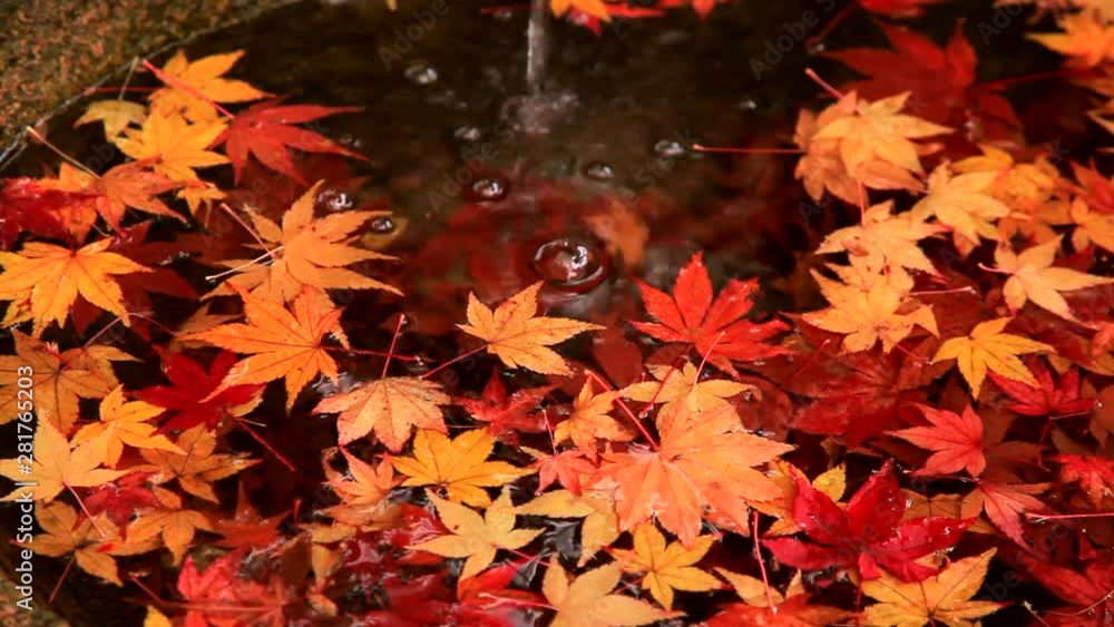 Fallen autumn leaves in tsukubai, Japan Fallen autumn leaves in tsukubai, Japan