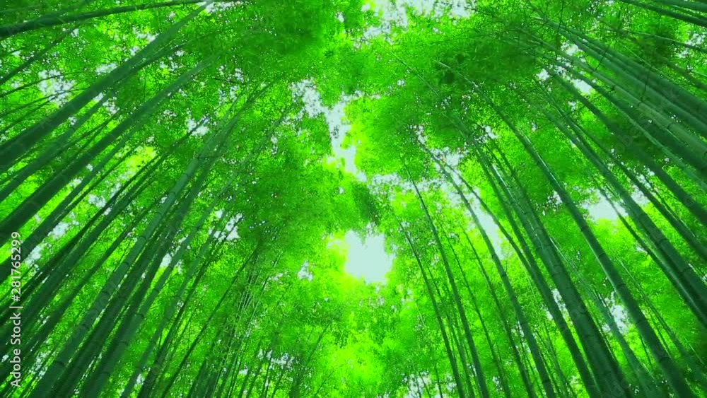 Green bamboo forest, Kyoto City, Kyoto Prefecture, Japan Green bamboo forest, Kyoto City, Kyoto Prefecture, Japan