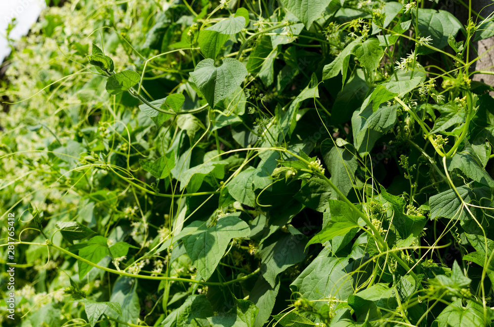 Obraz premium thickets of squirting cucumber, plant