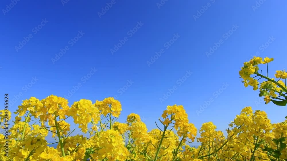 Close up of rapeseed field, Awaji, Hyogo Prefecture, Japan Close up of rapeseed field, Awaji, Hyogo Prefecture, Japan