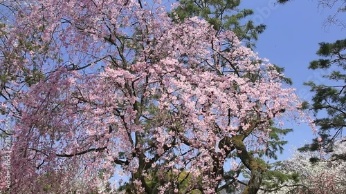 Wallpaper Mural Low angle view of blossoming weeping cherry branches in spring Torontodigital.ca