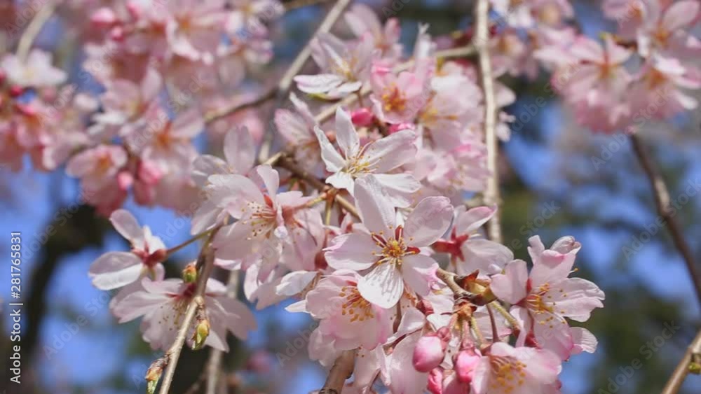 Weeping cherry blossoms in spring Weeping cherry blossoms in spring