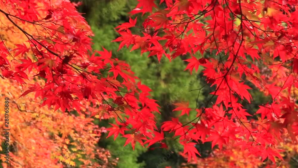 Dolly shot of autumn Japanese maple leaves Dolly shot of autumn Japanese maple leaves