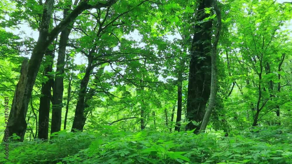 Forest landscape, Hakusan National Park, Gifu Prefecture, Japan Forest landscape, Hakusan National Park, Gifu Prefecture, Japan