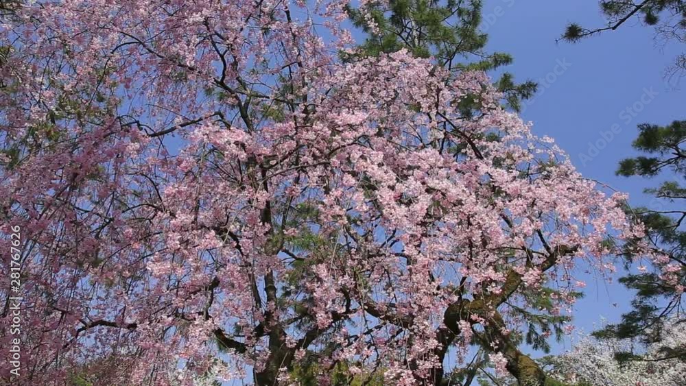 Low angle view of blossoming weeping cherry branches in spring Low angle view of blossoming weeping cherry branches in spring