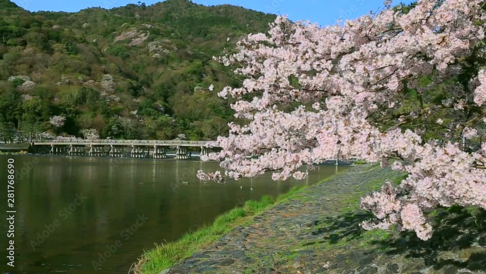 Dolly shot of Japanese cherry blossom over Katsura River, Japan Dolly shot of Japanese cherry blossom over Katsura River, Japan