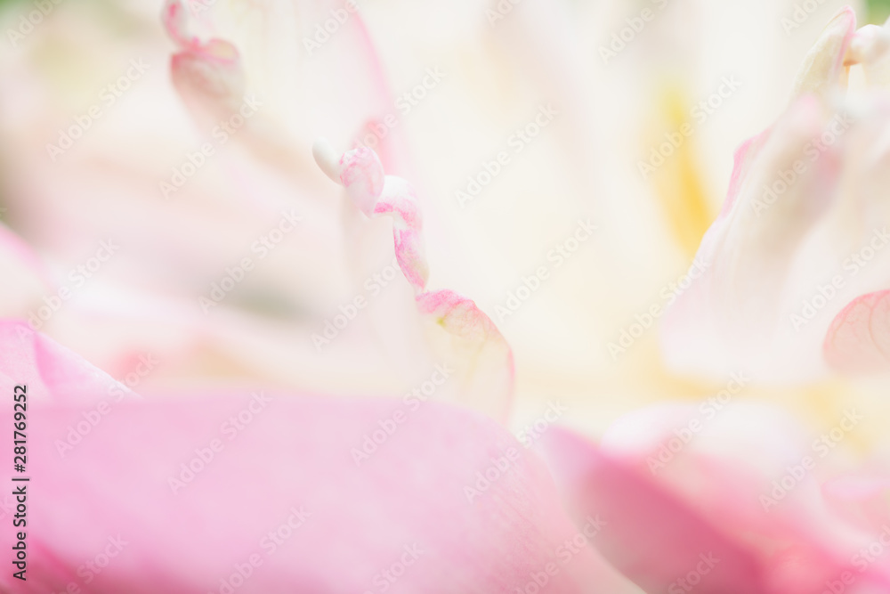 Sweet color lotus  in soft style for background