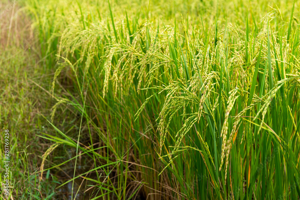 Fototapeta premium Rice field in local area of Thailand sunny day