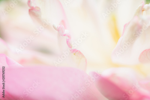 Sweet color lotus in soft style for background