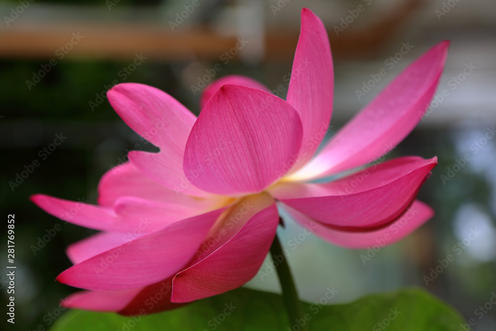Fresh bright petals of the water lily bud at the moment of early flowering Fresh bright petals of the water lily bud at the moment of early flowering