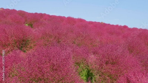 Dolly shot of kochia field photo