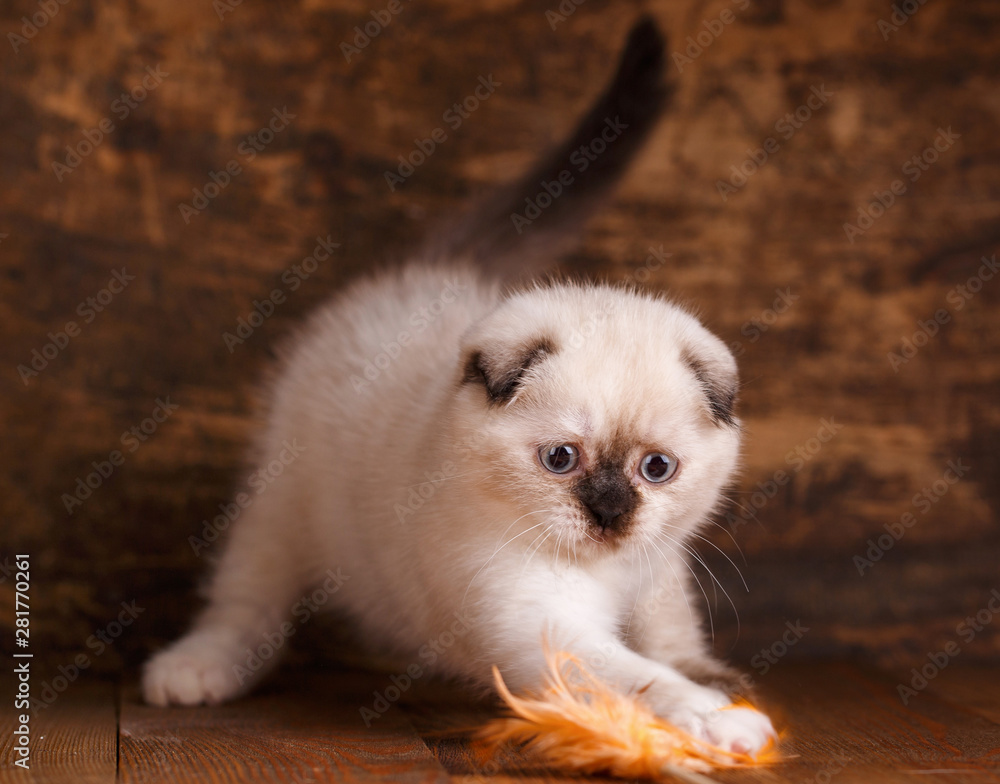 Scottish fold kitten. Fluffy kitten is playing Scottish fold kitten. Fluffy kitten is playing