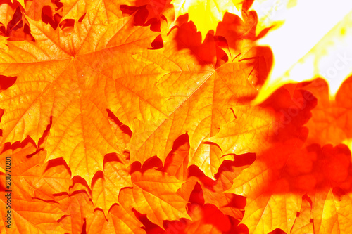 autumn landscape with bright colorful foliage. Indian summer.