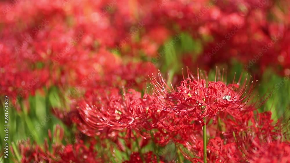 Red spider lily flowers, Saitama Prefecture, Japan Red spider lily flowers, Saitama Prefecture, Japan