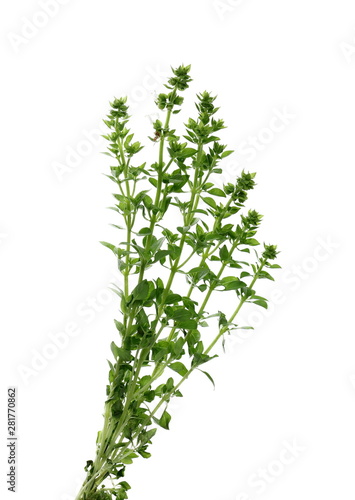 Fresh green basil herb isolated on white background with clipping path, ocimum basilicum