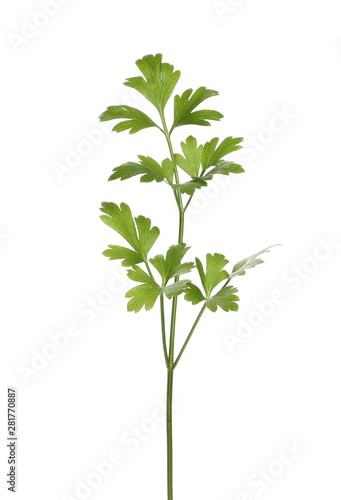 Fresh green parsley leaves with clipping path, isolated on white background