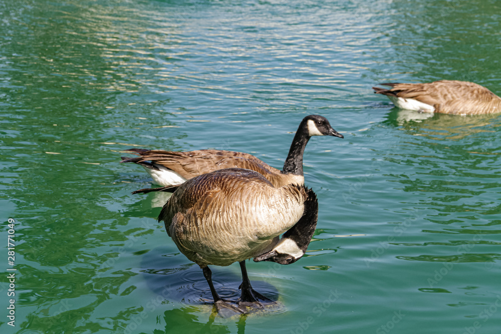 Obraz premium wild life