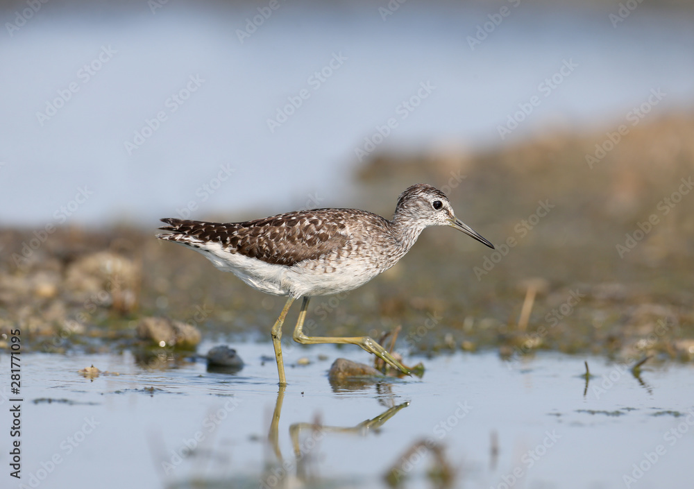 wood sandpiper (Tringa glareola) wood sandpiper (Tringa glareola)
