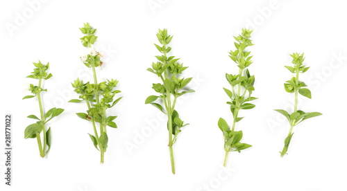 Fresh green basil herb isolated on white background, ocimum basilicum, top view