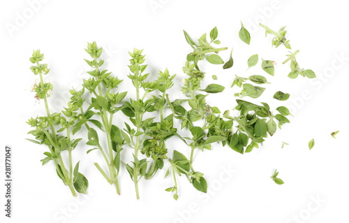 Fresh green basil herb isolated on white background, ocimum basilicum, top view