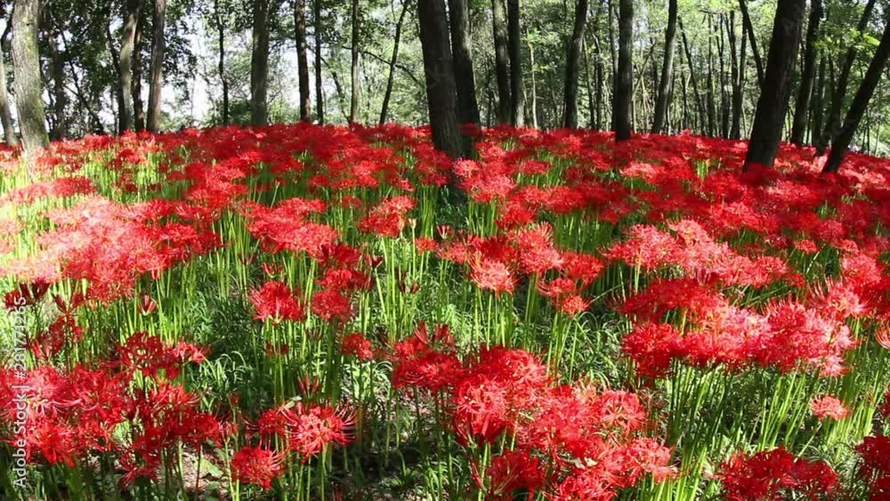 Red spider lily flowers in forest, Saitama Prefecture, Japan Red spider lily flowers in forest, Saitama Prefecture, Japan